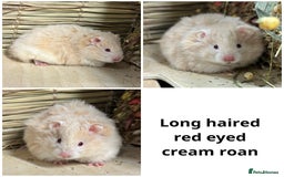 Hamster rodents for sale: Friendly Well Handled Syrian Hamsters - Image 10