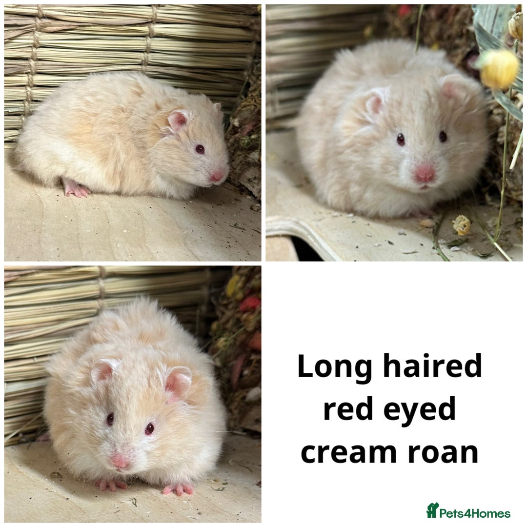 Hamster rodents for sale: Friendly Well Handled Syrian Hamsters - Image 10