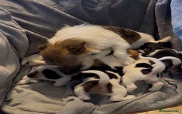 Jack Russell dogs for sale: Gorgeous jack russell puppies - Advert 1