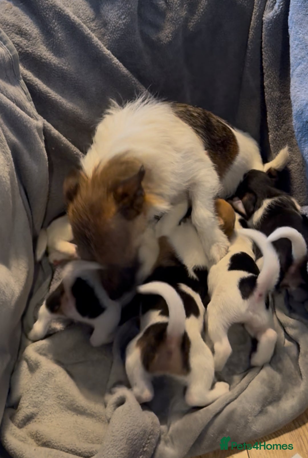 Jack Russell dogs for sale: Gorgeous jack russell puppies - Advert 1