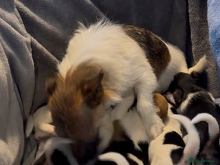 Jack Russell dogs for sale: Gorgeous jack russell puppies - Advert 1