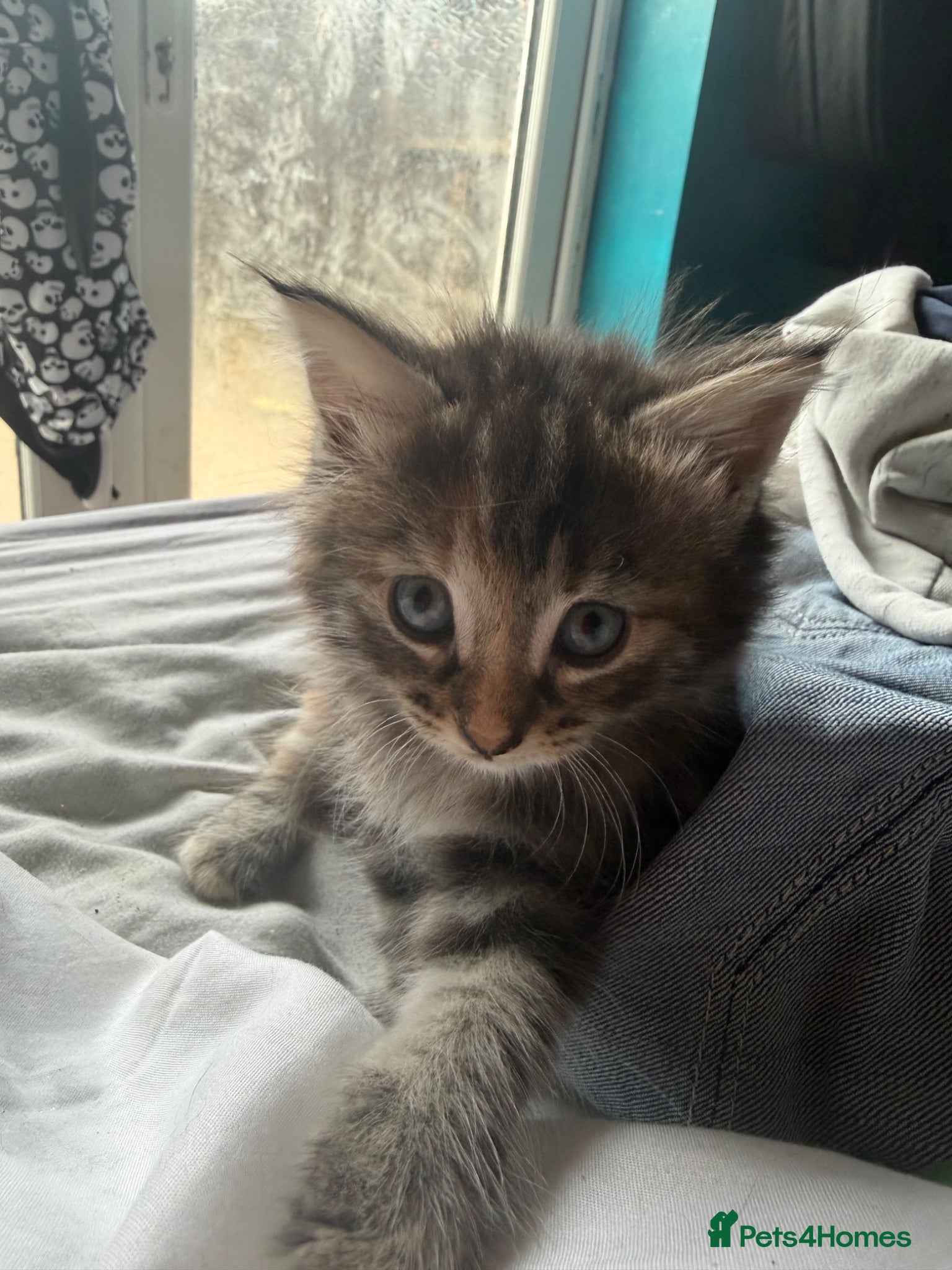 Norwegian Forest Cat cats Norwegian forest cross last girl remaining  - Advert 13