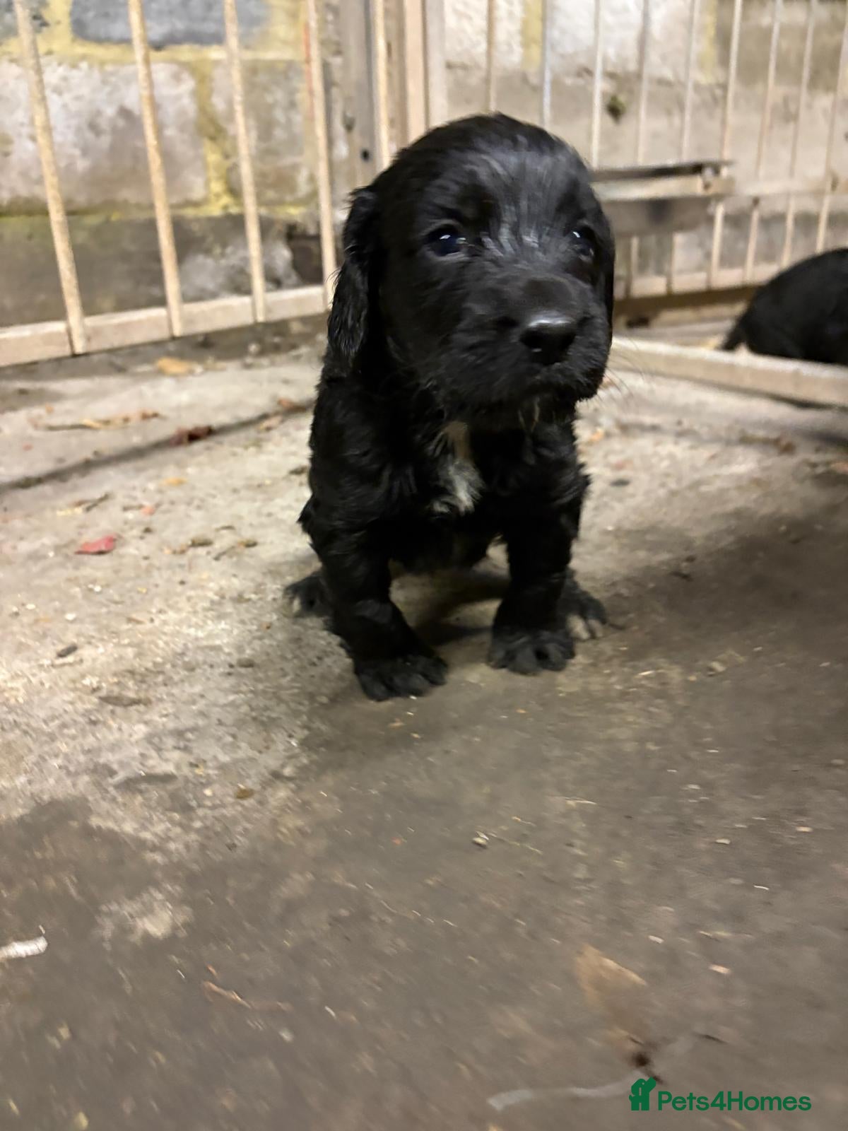 Cocker Spaniel dogs for sale: Kc registered Cocker spaniel pups for sale  - Advert 23