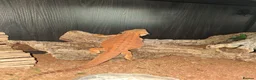 Bearded Dragon reptiles for sale: 🦎 Bearded Dragon – Complete Setup Included - Advert 4