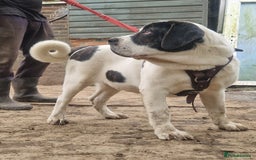 Central Asian Shepherd dogs for sale: Beautiful Alabai Mastiff puppies  in Pulborough - Image 2