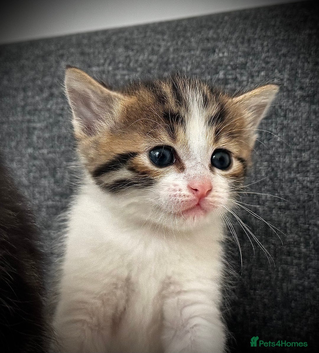 Mixed Breed cats for sale: 🌟 Exquisite Ragdoll × Bengal Kittens 🌟 - Advert 22