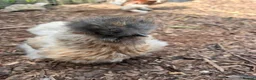 Chickens poultry for sale: Silkie Hatching Eggs - Advert 8