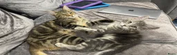 Bengal cats for sale: 2 year old Bengal x Maine Coon Queen - Advert 2