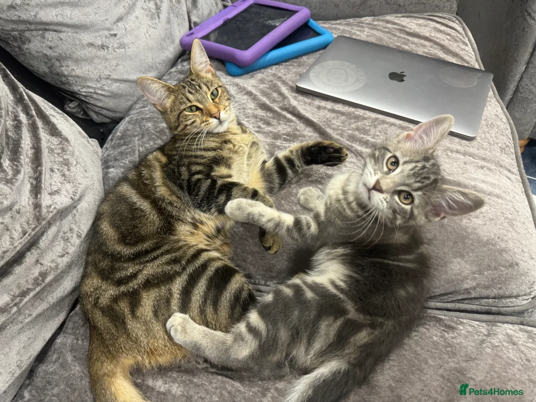 Bengal cats for sale: 2 year old Bengal x Maine Coon Queen - Advert 2