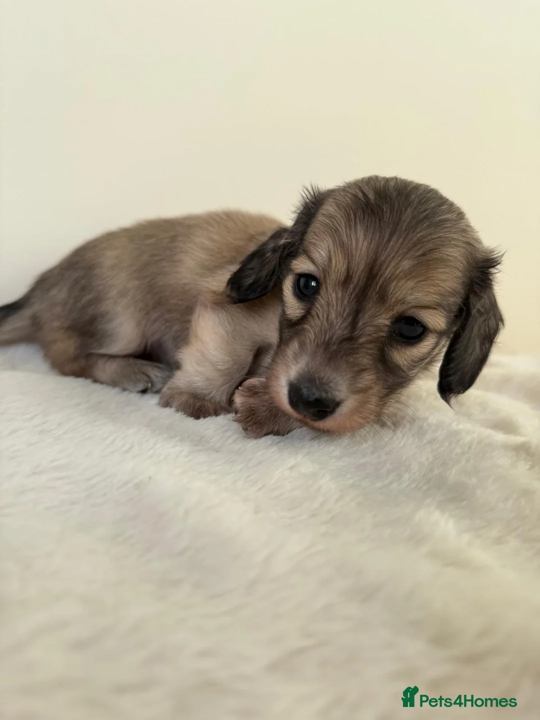 Miniature Dachshund dogs for stud: Shaded cream miniature dachshund 3.6kg - Advert 21