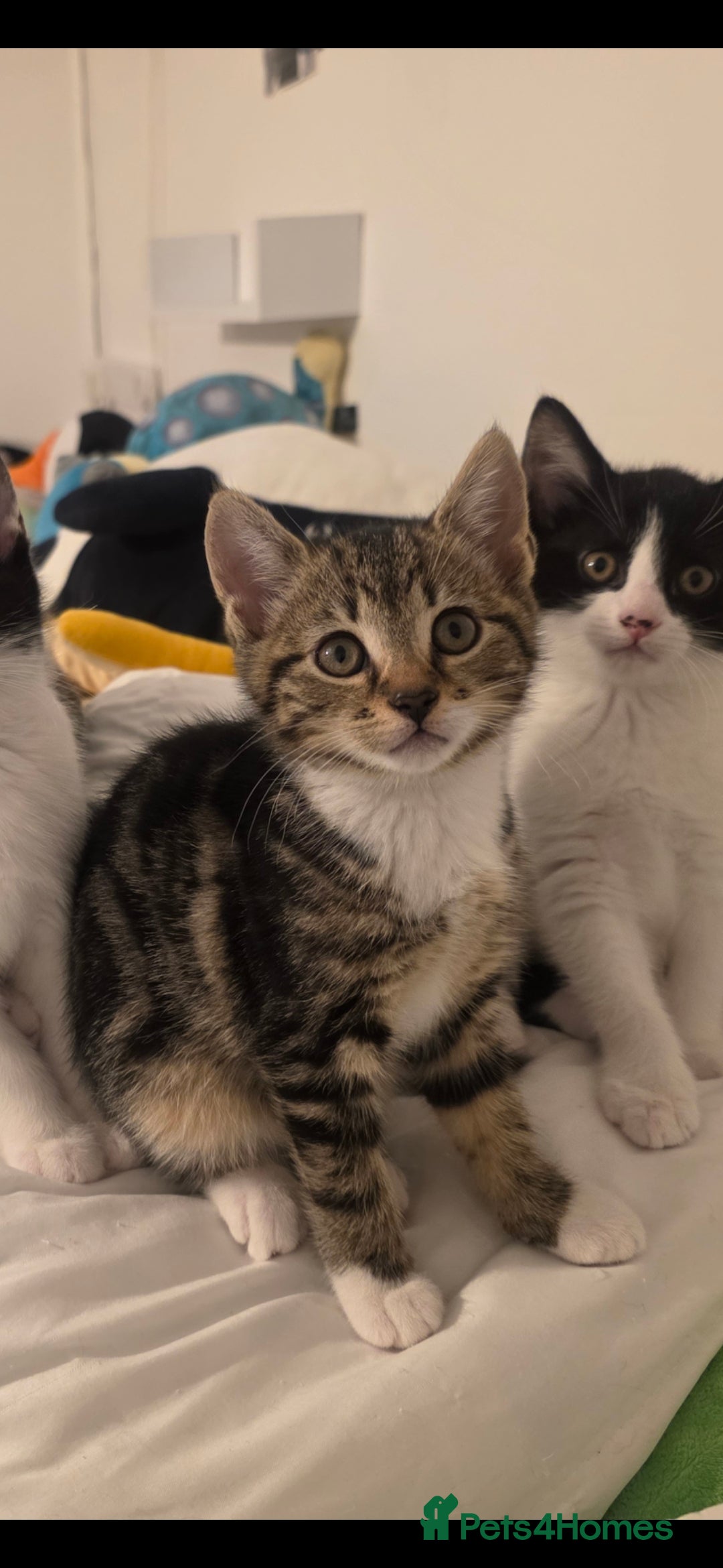 Mixed Breed cats for sale: 3 boys and 1 girl ready for new homes.  - Advert 4