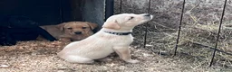 Labrador Retriever dogs for sale: KC Registered Black & Yellow Labrador Puppies - Advert 23