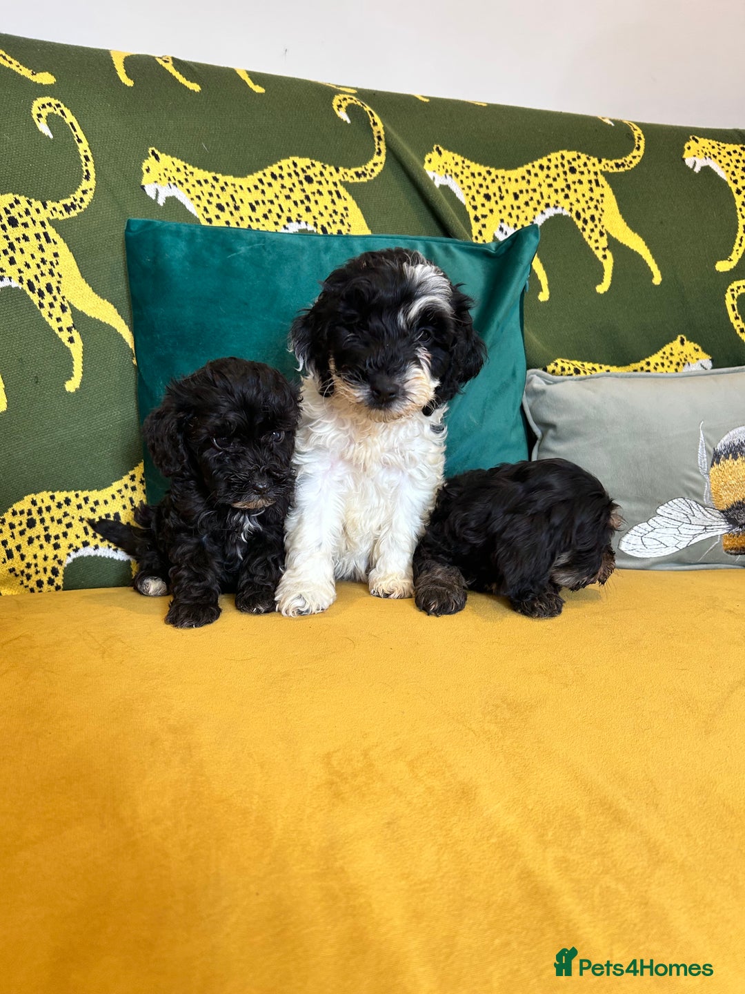 Cockapoo dogs for sale: F1 miniture cocapoos - Image 3