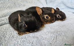Netherland Dwarf rabbits for sale: Netherland dwarf bunnies  - Image 1