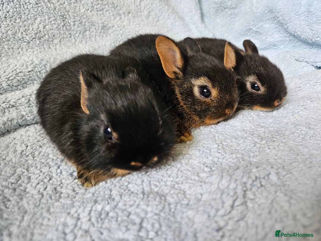 Netherland Dwarf rabbits for sale: Netherland dwarf bunnies  - Image 1