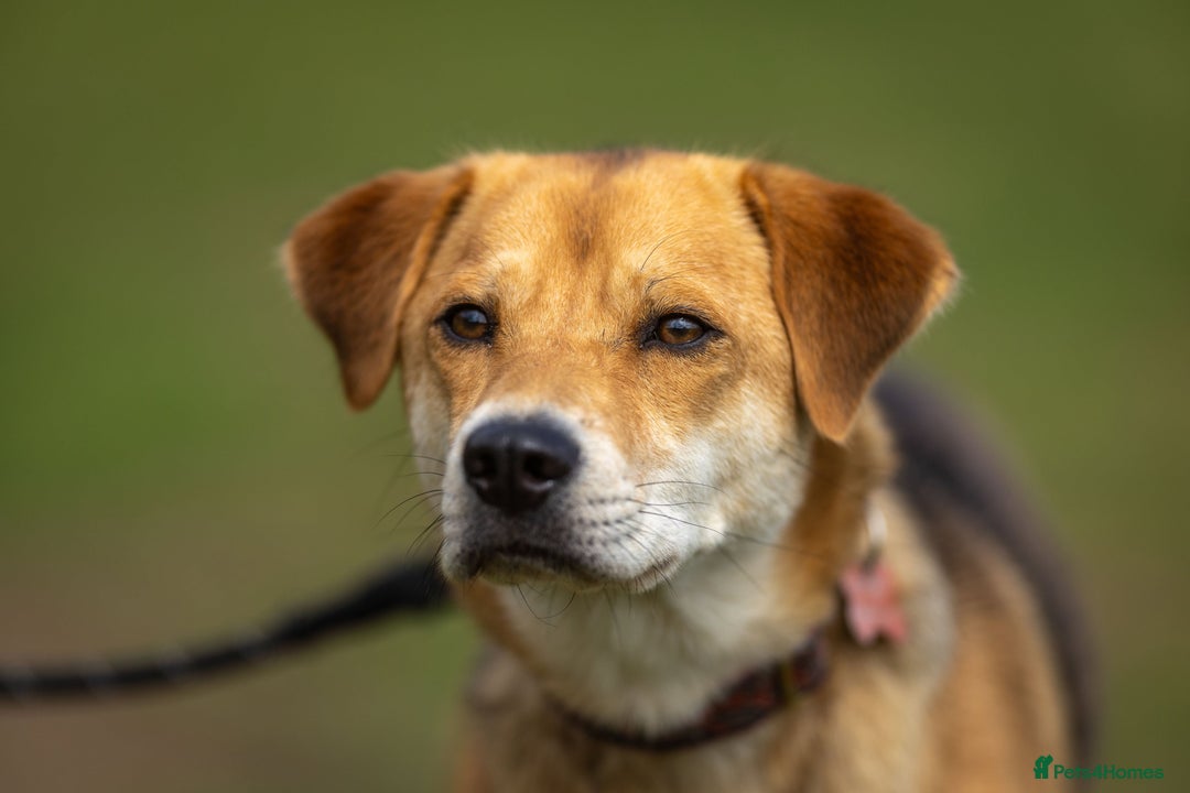 Japanese Shiba Inu dogs for adoption: Kyoto, 1 yr old female Shiba Inu X for adoption - Image 1