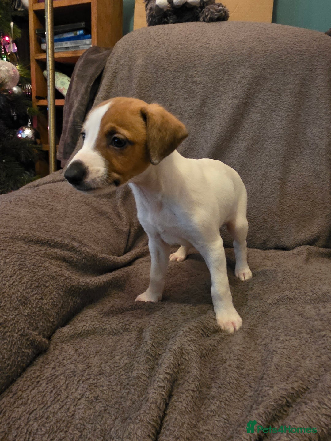 Mixed Breed dogs for sale: Italian Greyhound x Bull Greyhound Puppies - Advert 19