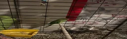 Parakeets birds for sale: Ring neck parrakeet  - Advert 2