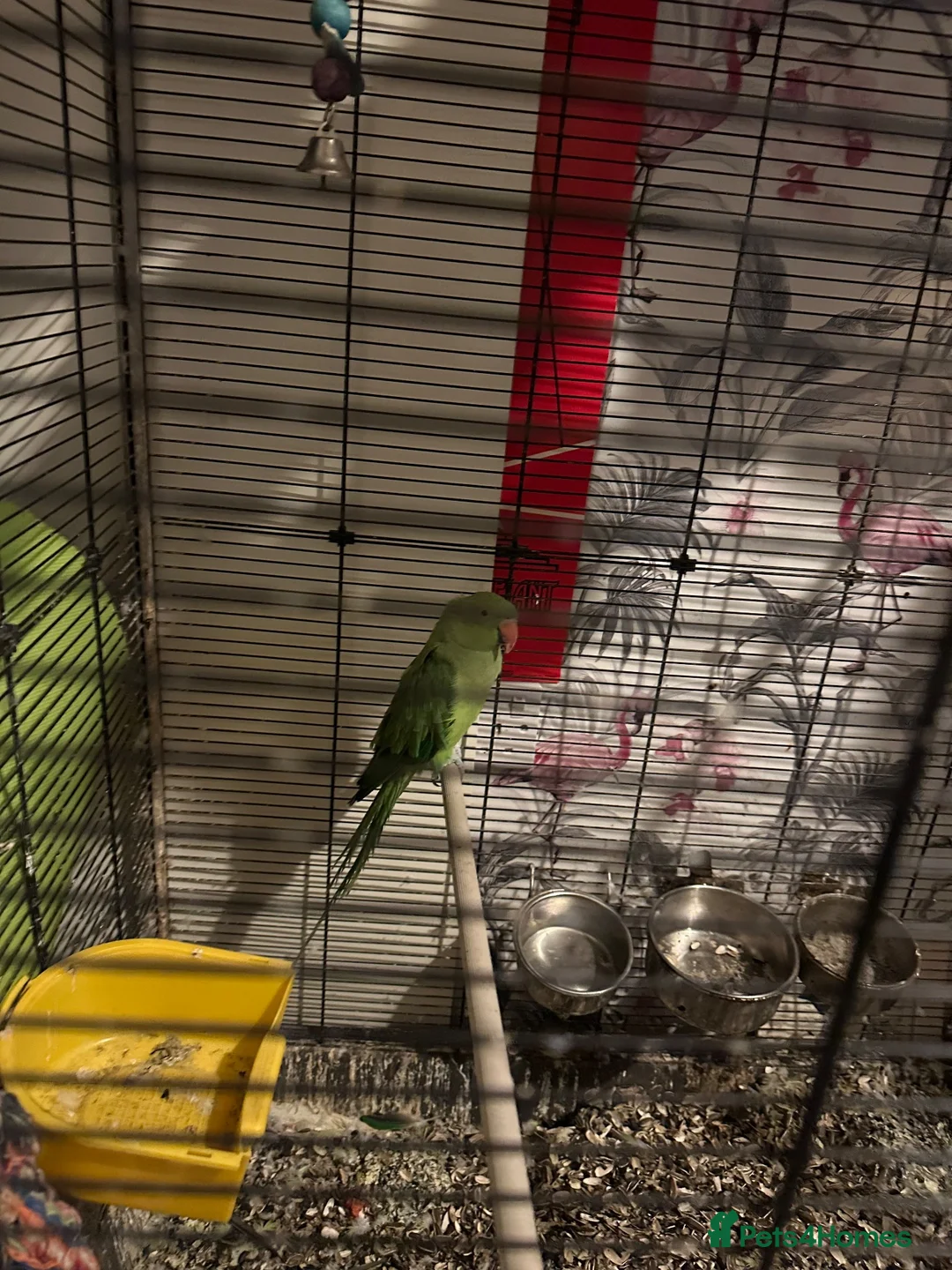 Parakeets birds for sale: Ring neck parrakeet  - Advert 2