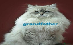 Siberian cats for sale: GCCF Registered Pure Siberian kittens For Sale.   - Image 14