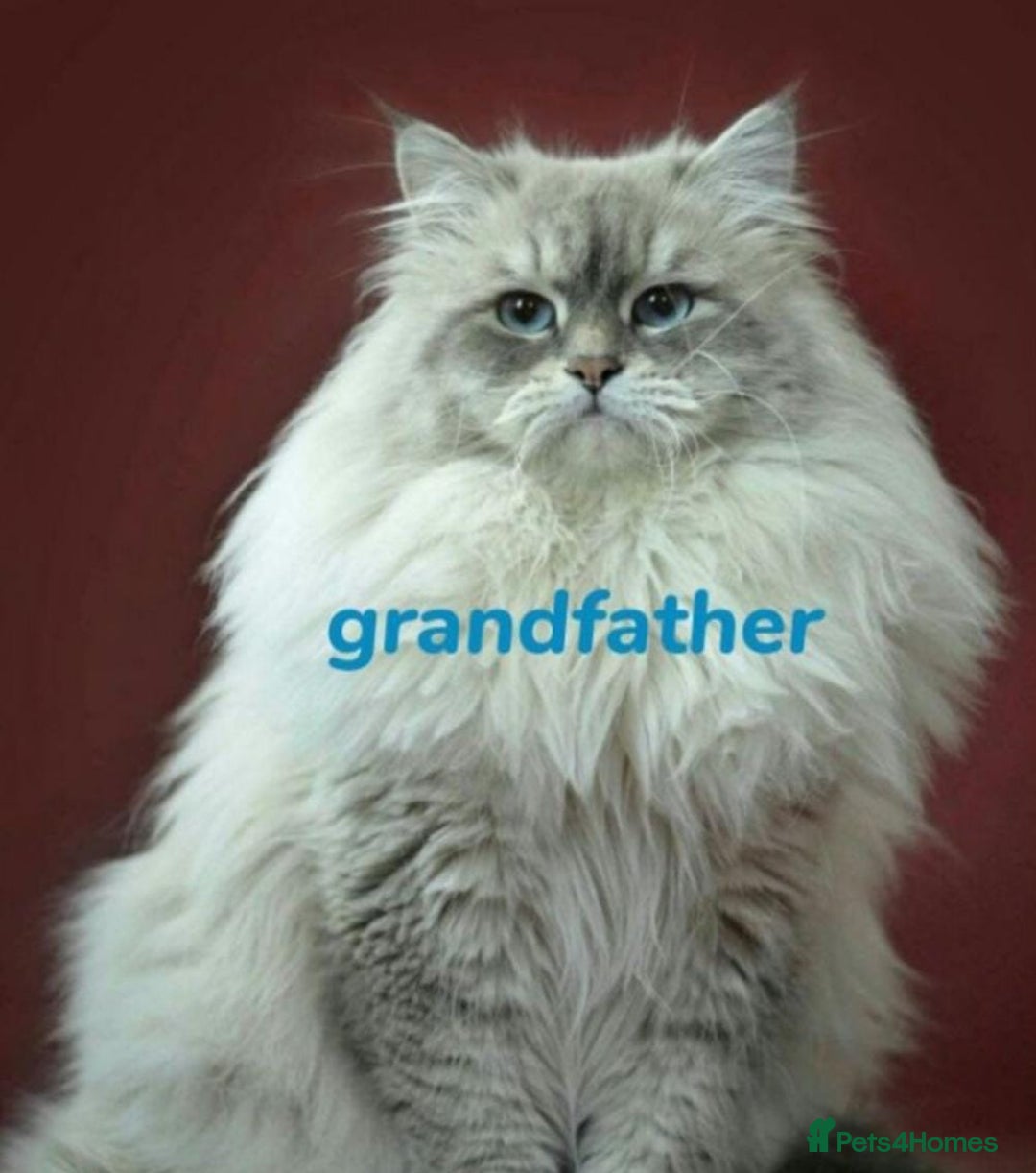 Siberian cats for sale: GCCF Registered Pure Siberian kittens For Sale.   - Image 14