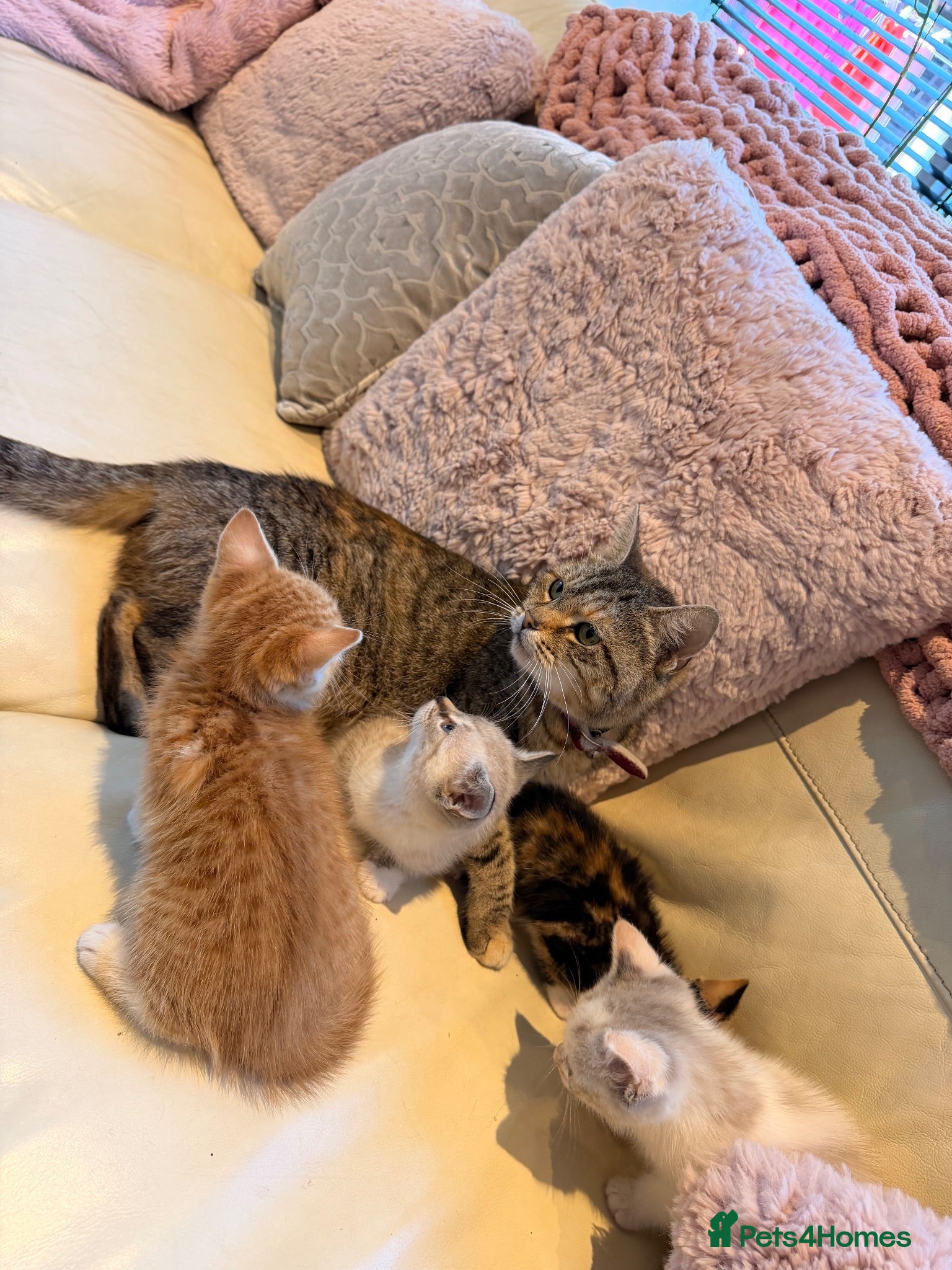 British Shorthair cats British short haired cross kittens #Ready now  - Advert 9