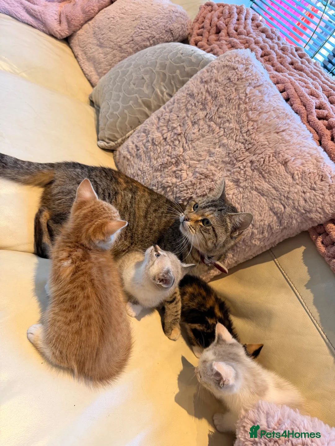 British Shorthair cats for sale: British short haired cross kittens #Ready now  - Advert 1