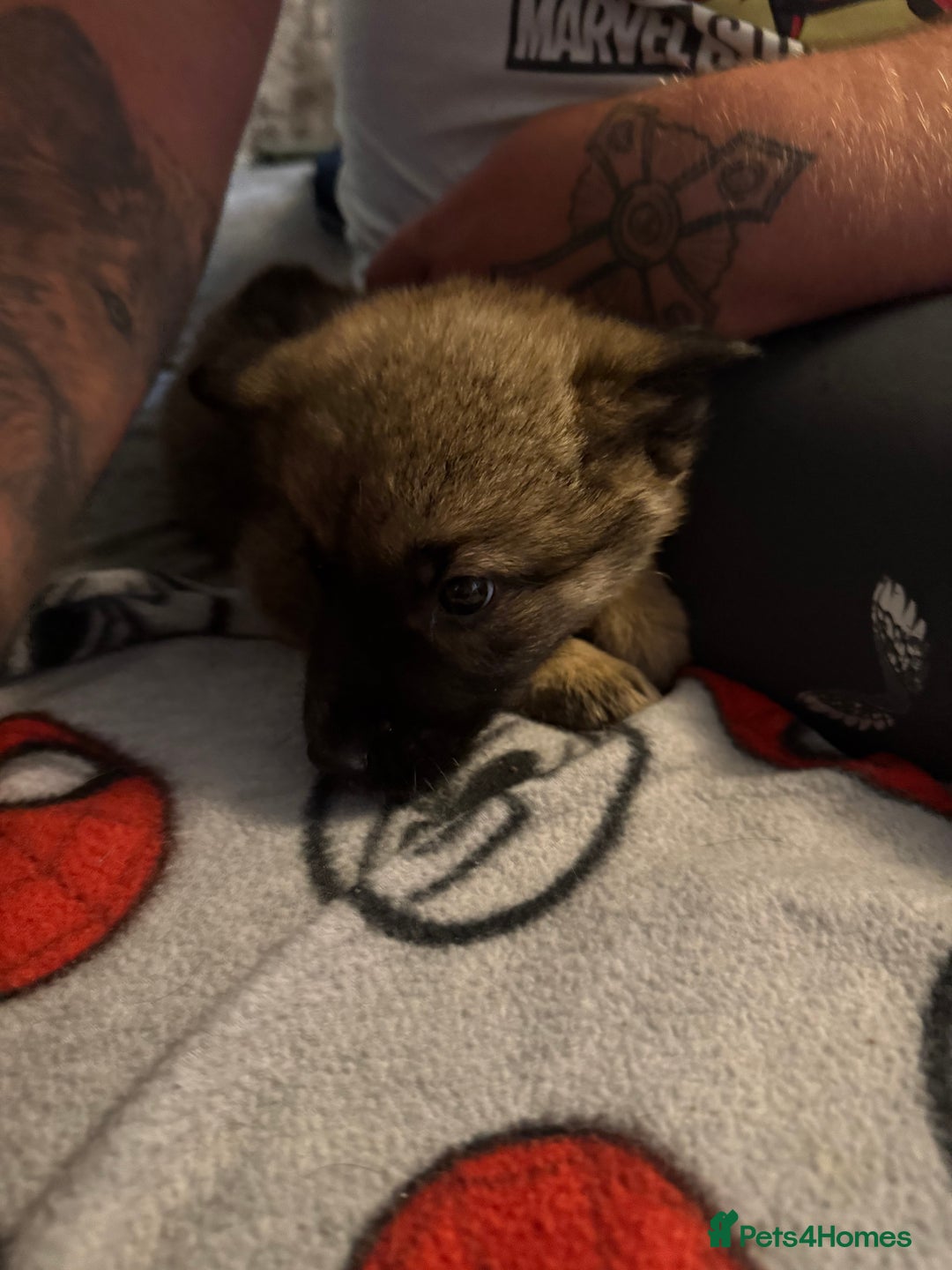 Mixed Breed dogs for sale: (REDUCED FOR LAST 2 ) Stunning Shepkita puppies  - Image 20