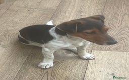 Jack Russell dogs for stud: Stud Jack Russell  - Image 4