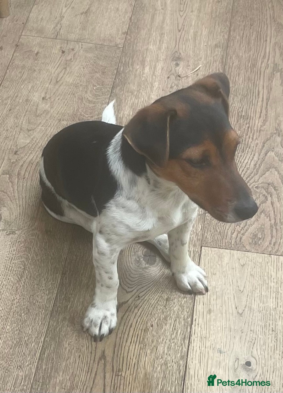 Jack Russell dogs for stud: Stud Jack Russell  - Image 4