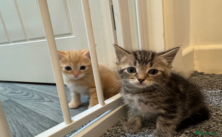 Domestic Shorthair cats - Advert 6