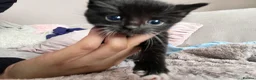 Mixed Breed cats for sale: Ragdoll X kittens REDUCED** - Advert 13