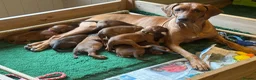 Rhodesian Ridgeback dogs for sale: Stunning Rhodesian Ridgebacks from Champion Lines - Advert 2
