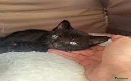 Mixed Breed cats for sale: Adorable mixed breed kittens for sale  - Image 21