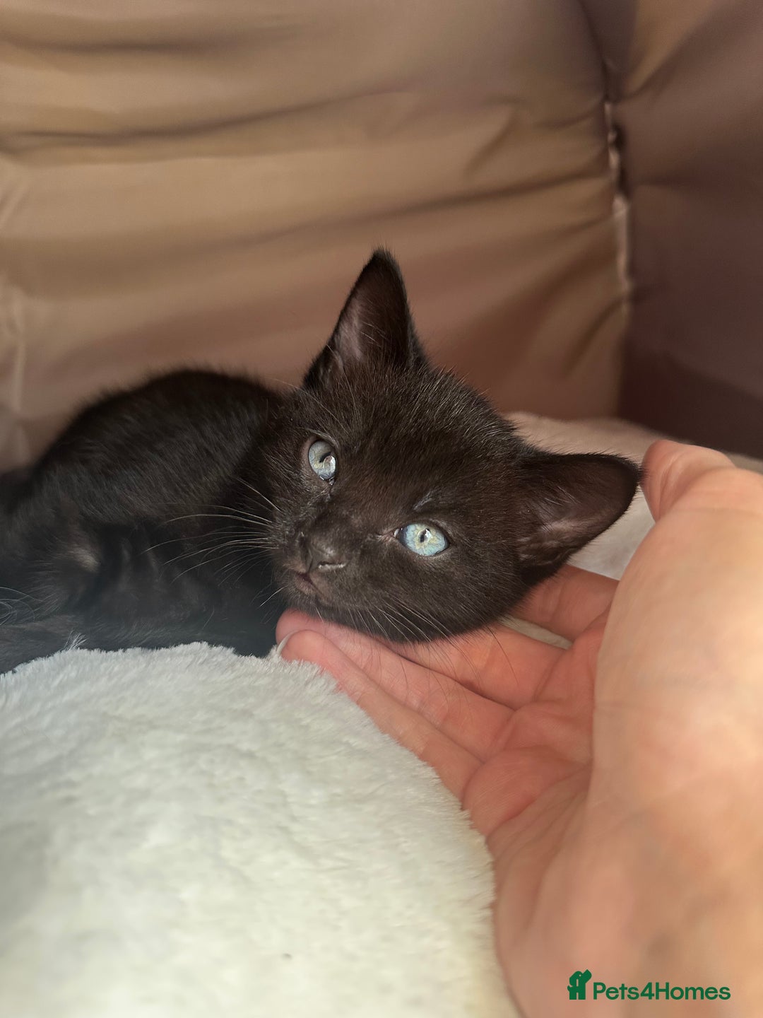 Mixed Breed cats for sale: Adorable mixed breed kittens for sale  - Image 21