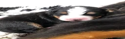 Bernese Mountain Dog dogs for sale: Stunning Bernese mountain puppies - Advert 3