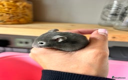 Hamster rodents for sale: Baby Syrian hamsters - Image 13