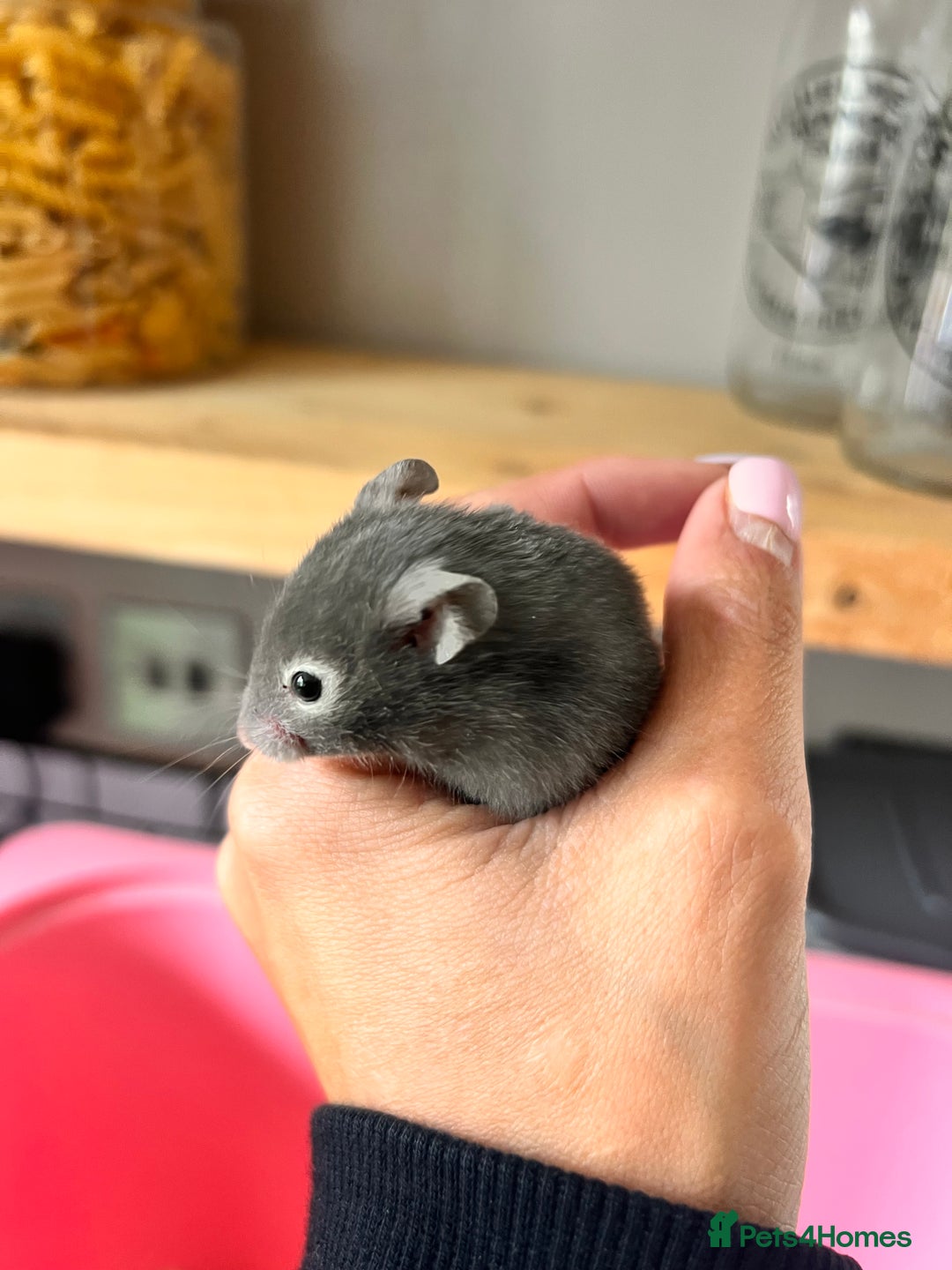 Hamster rodents for sale: Baby Syrian hamsters - Image 13