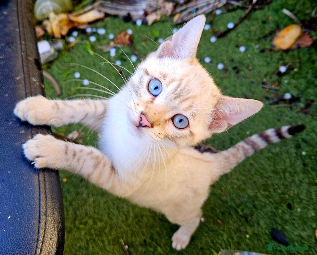 Bengal cats for sale: Bengal kittens  - Advert 2