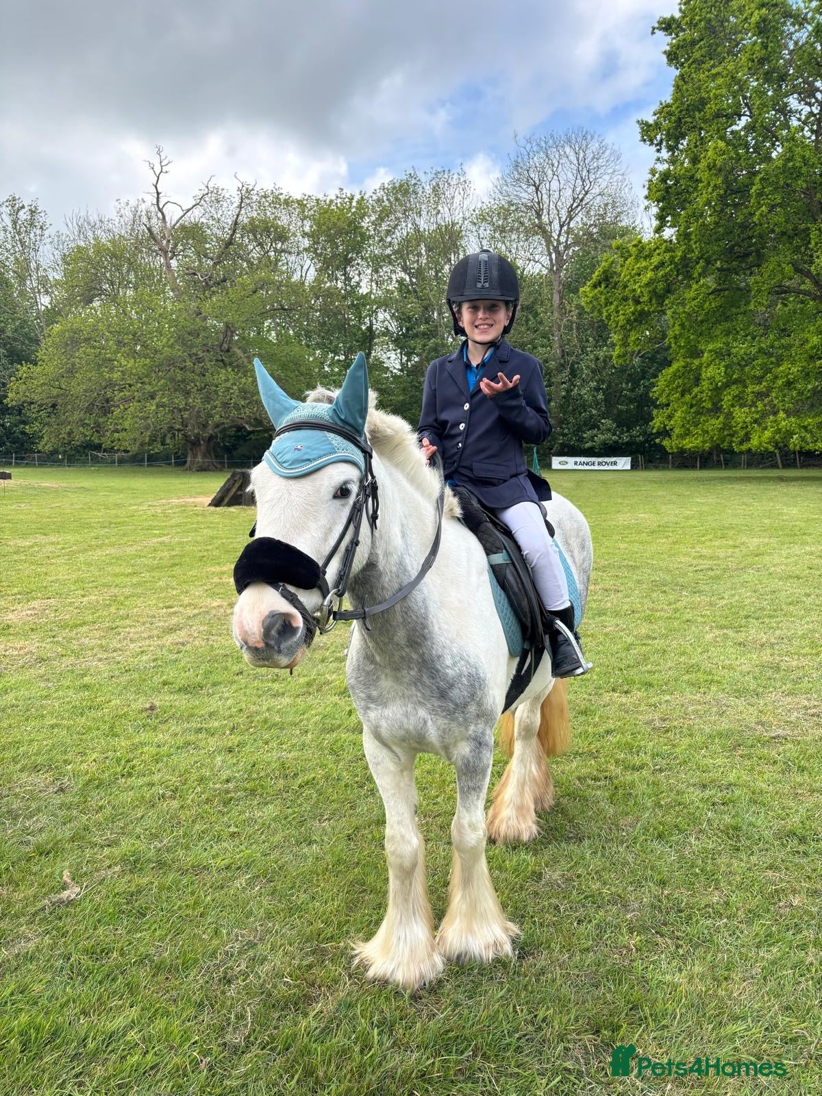 Irish Cob horses 6-year-old 13.1hh All-rounder-Fun,Safe & Talented - Advert 1