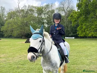 Irish Cob horses 6-year-old 13.1hh All-rounder-Fun,Safe & Talented - Advert 1