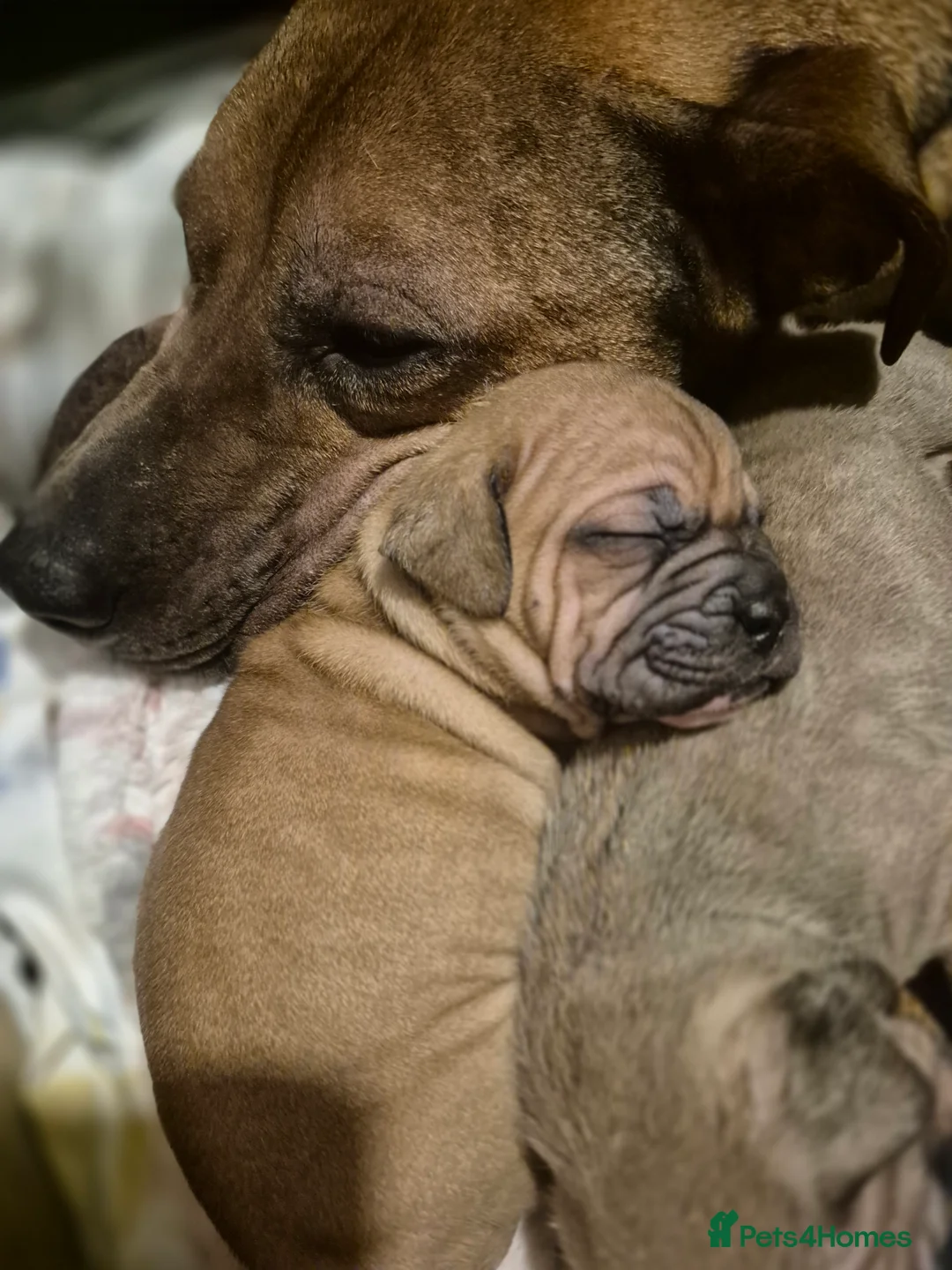 Mixed Breed dogs for sale: Proper little cutie !! Staffie X frenchie  - Advert 2