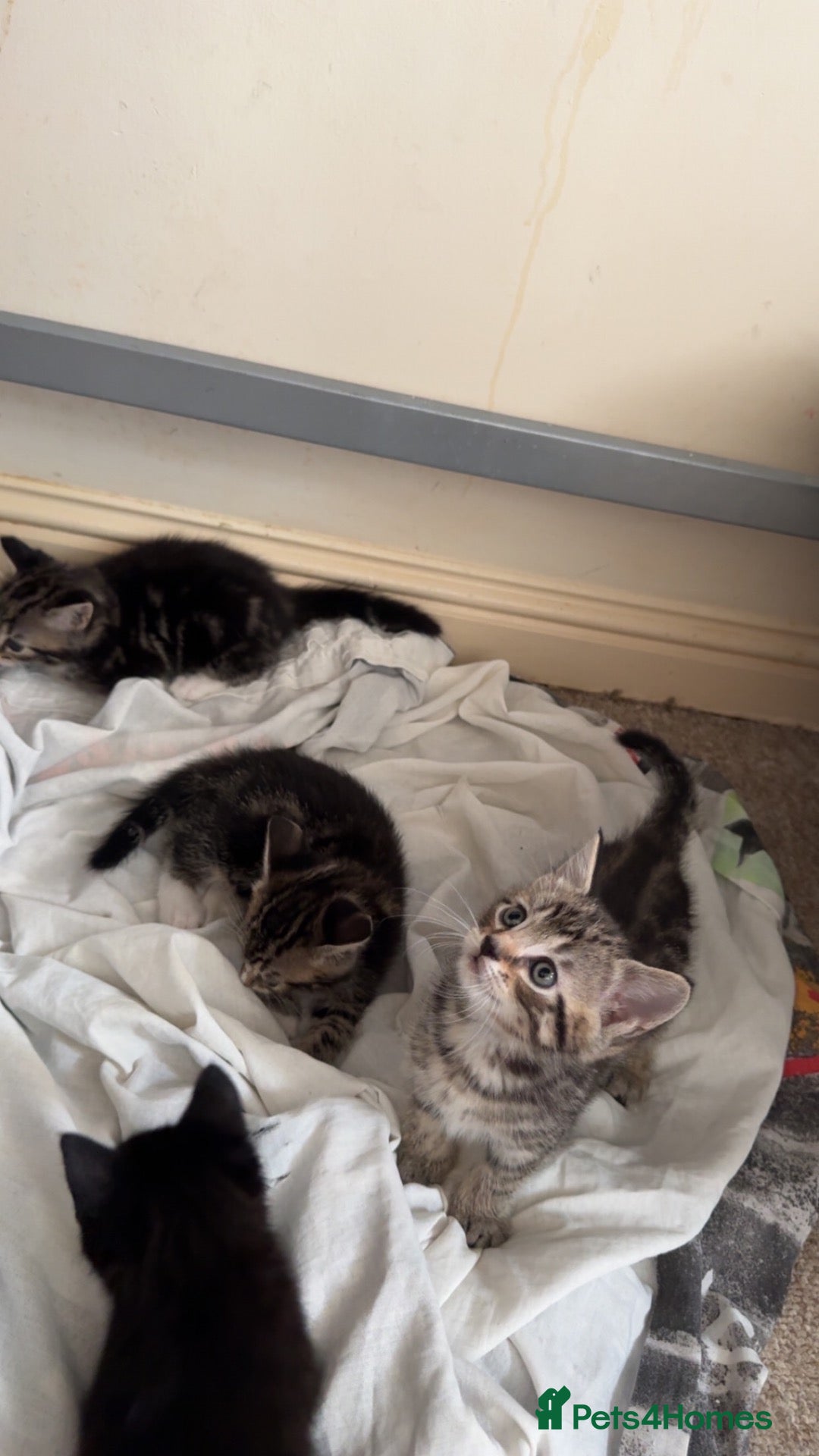 Bengal cats Stunning cross bengal kittens  - Advert 6