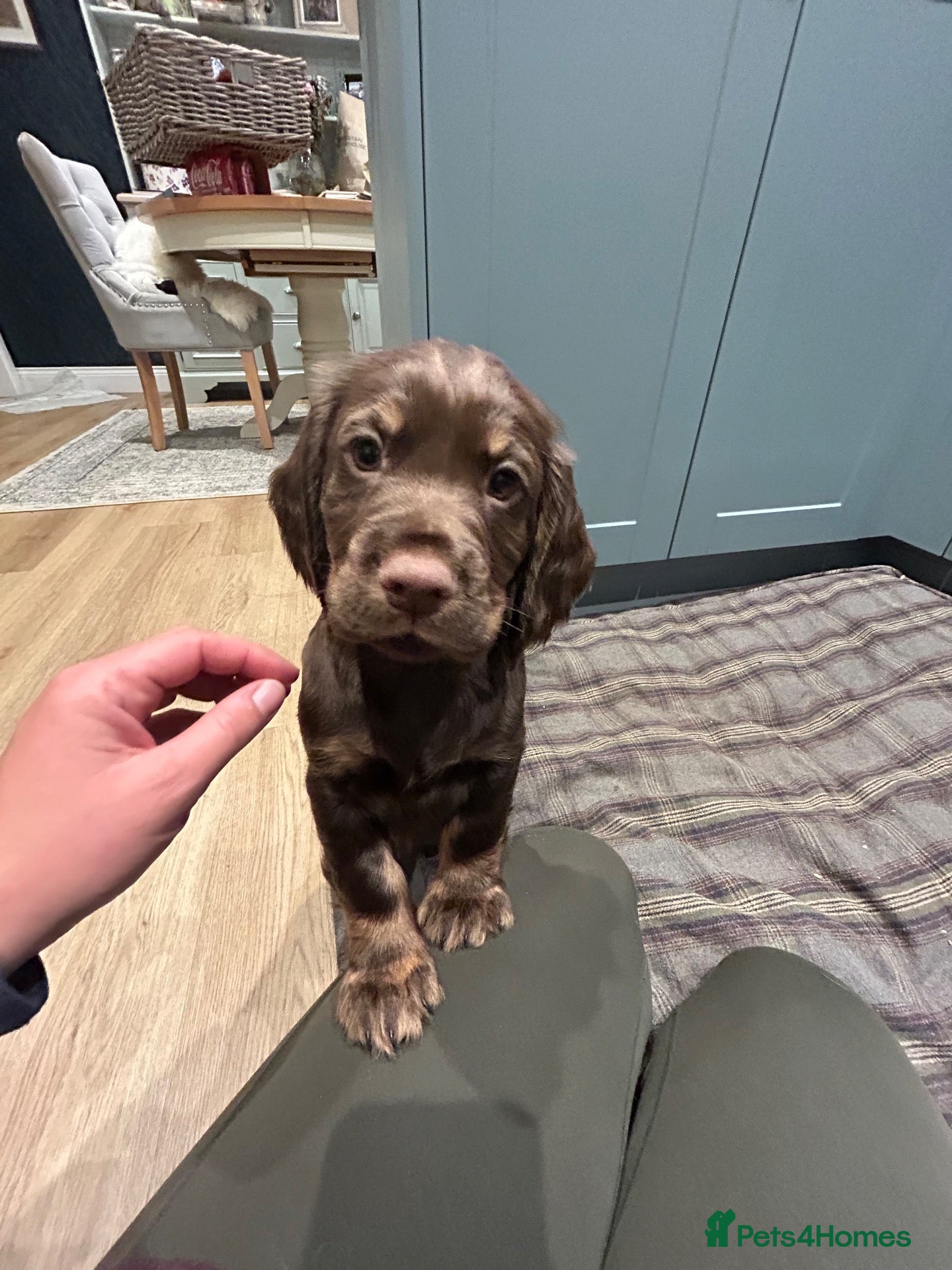 Cocker Spaniel dogs for sale: Chocolate and Tan cocker spaniel dog pup  - Advert 2