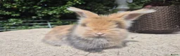 Angora rabbits for sale: 🩷 FULL FACE ANGORA BABIES- PARENTS FROM🇫🇷 - Advert 6