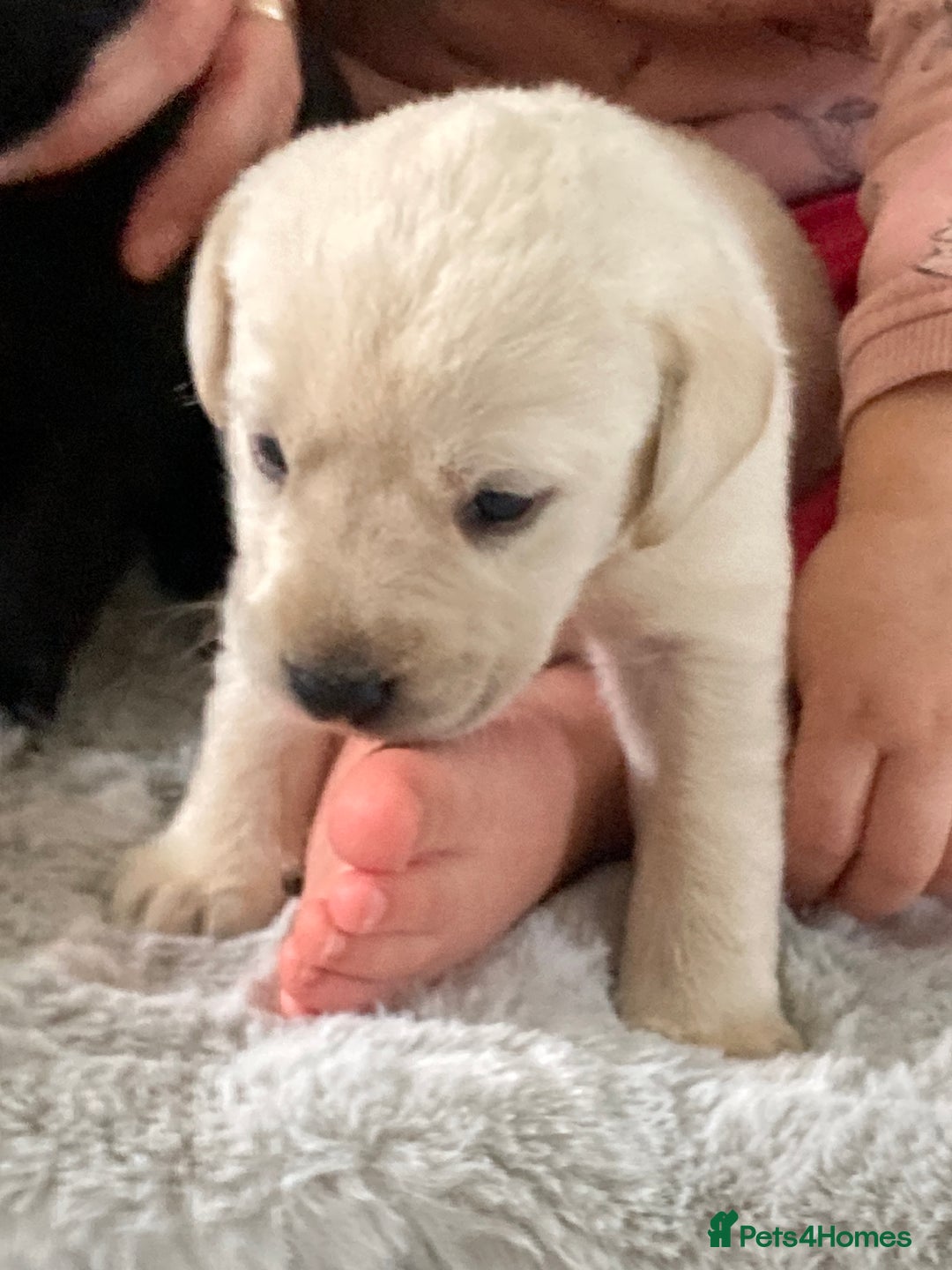 Labrador Retriever dogs for sale: 3 Color KC Labrador retriever 29. 11.2025 - Advert 18