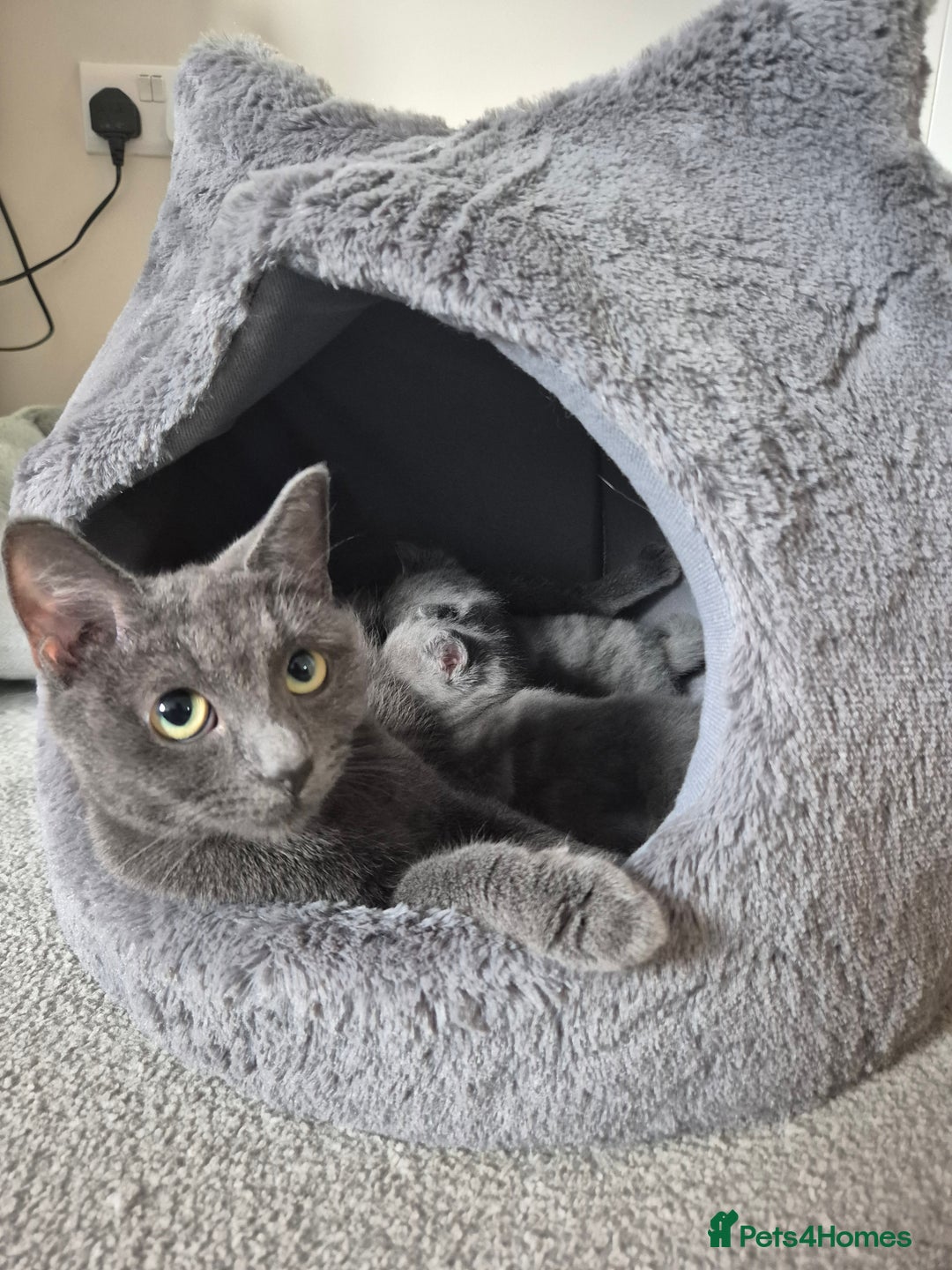 Mixed Breed cats for sale: Ragdoll cross kittens  - Image 6
