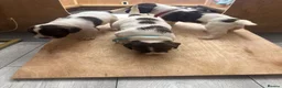 English Springer Spaniel dogs for sale: 15 ENGLISH SPRINGER SPANIEL PUPPIES - Advert 2