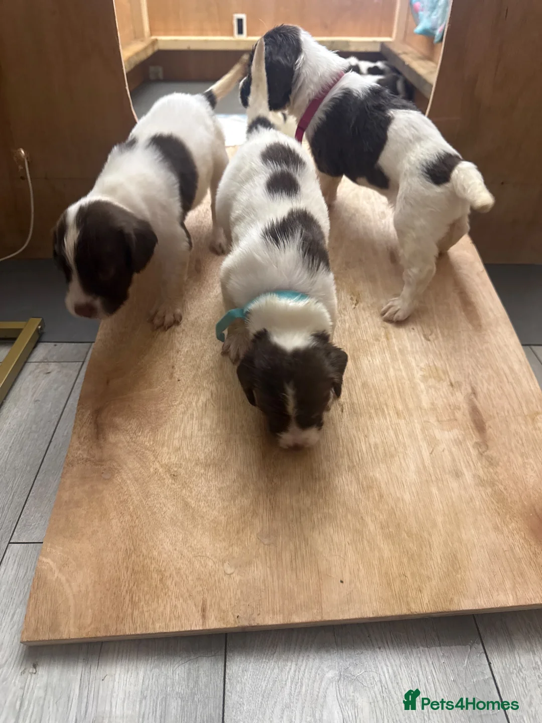English Springer Spaniel dogs for sale: 15 ENGLISH SPRINGER SPANIEL PUPPIES - Advert 2