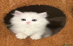 Munchkin cats for sale: Super stunning & rare Minuet - Image 10